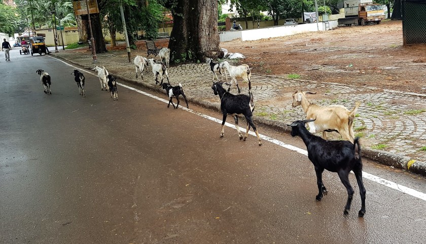 Kochi goats 2