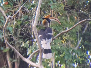 hornbill