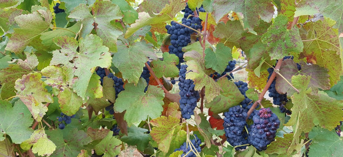 Sunset to Moonrise Soiree at Soma&nbsp;Vineyards