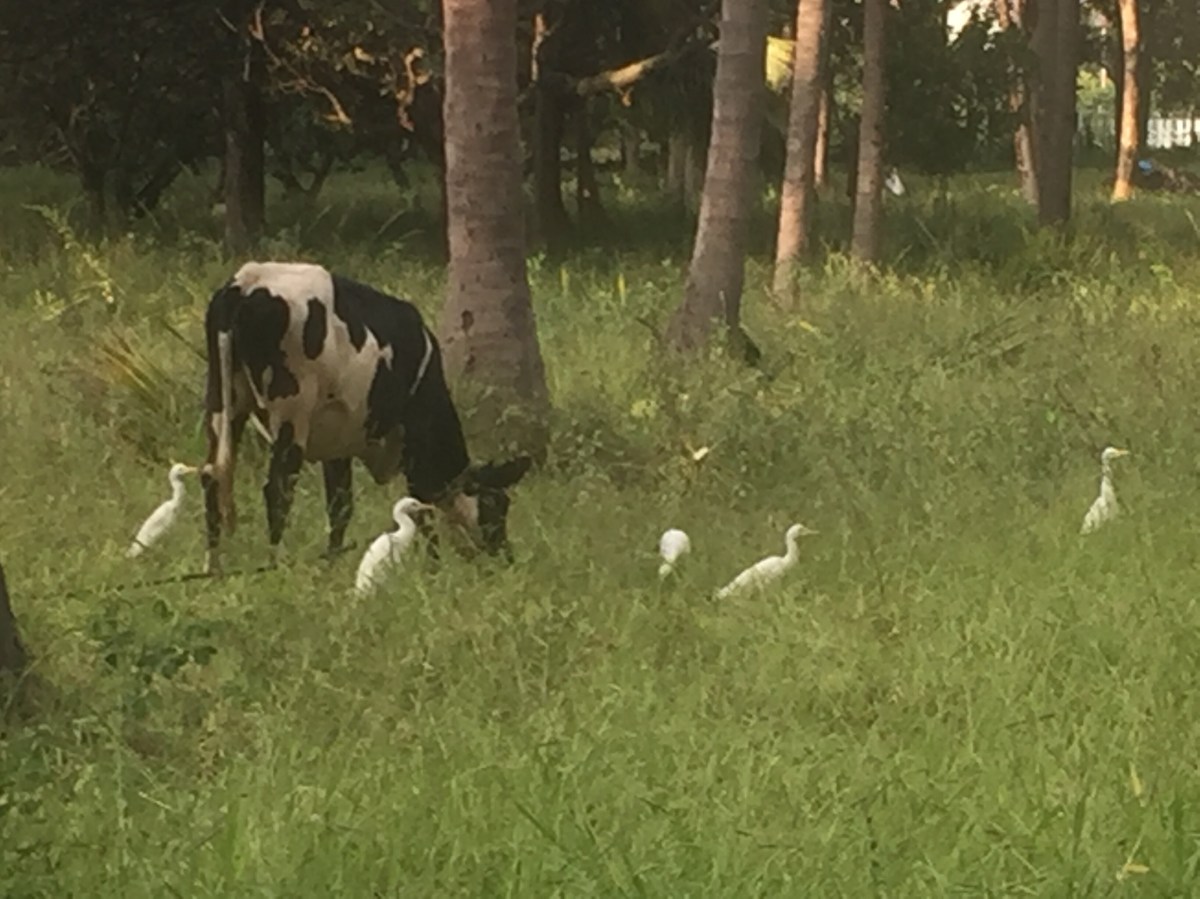 Tom’s Tales: My last walk&nbsp;home